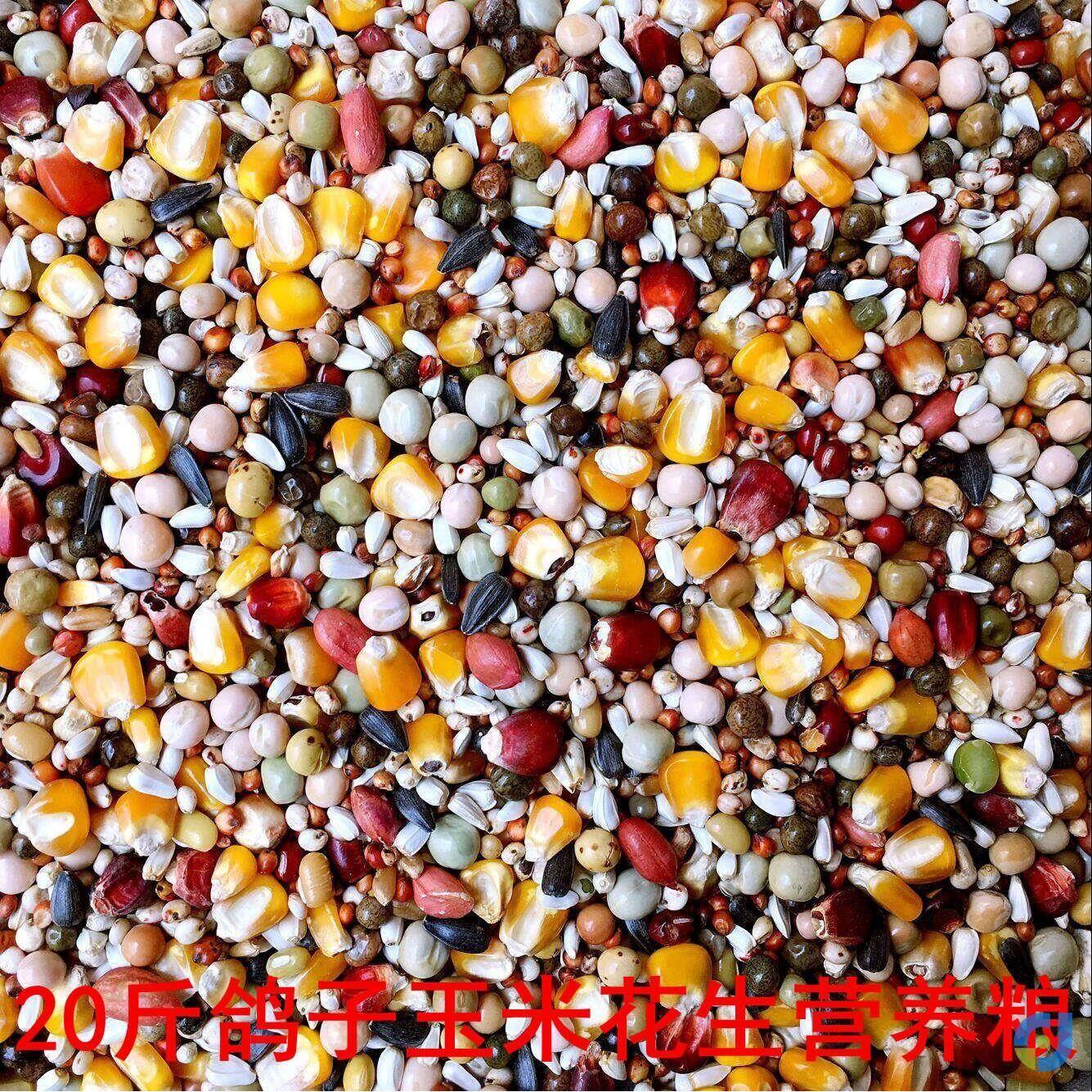 鸽粮包邮八食玉米粒通用
