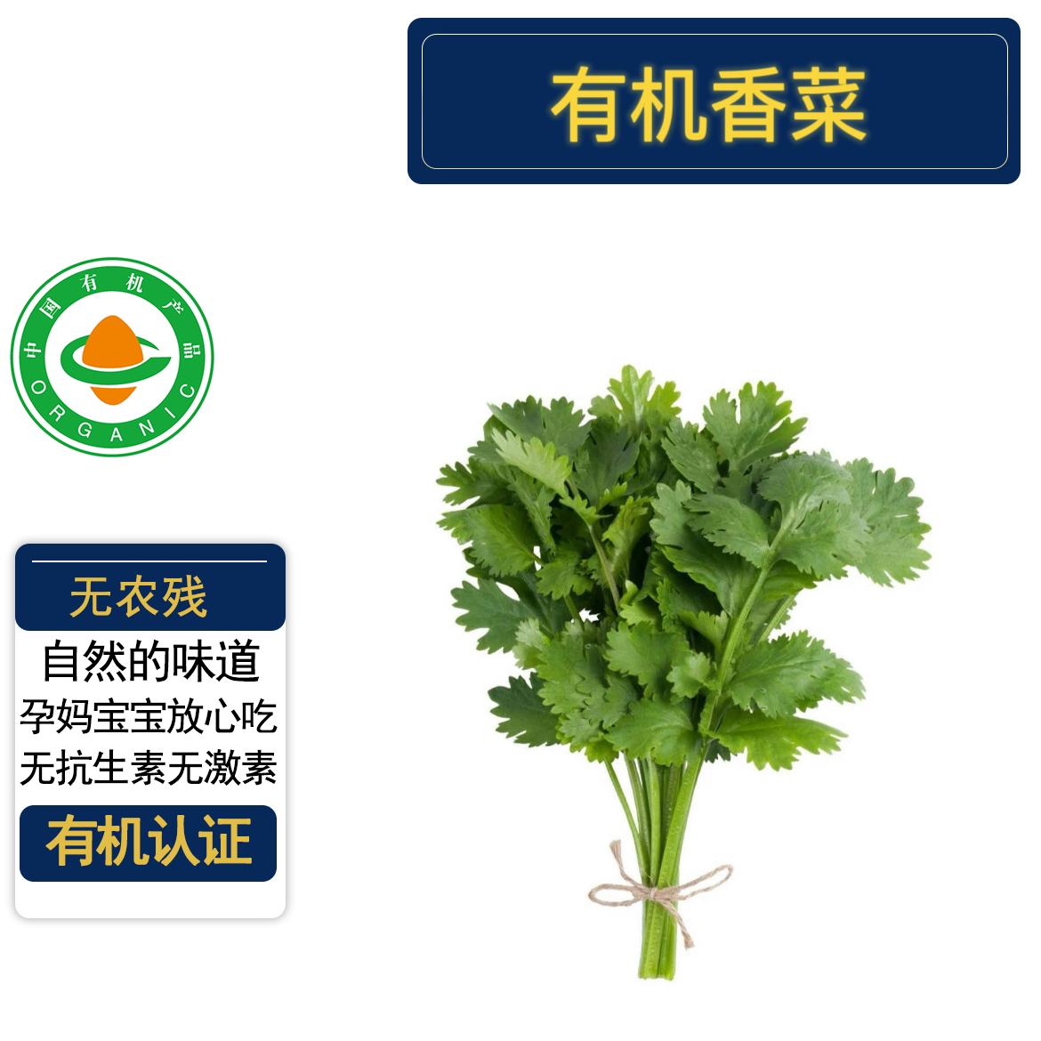 有机香菜500g无农残榨汁安疗图片