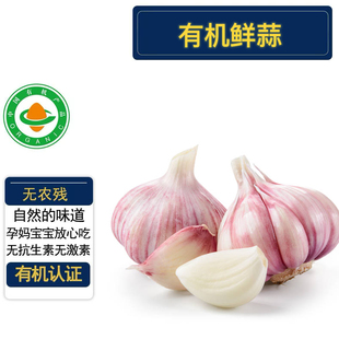 有机鲜蒜2斤 现摘现发口感好不打药糖醋蒜顺丰 有机认证无农残