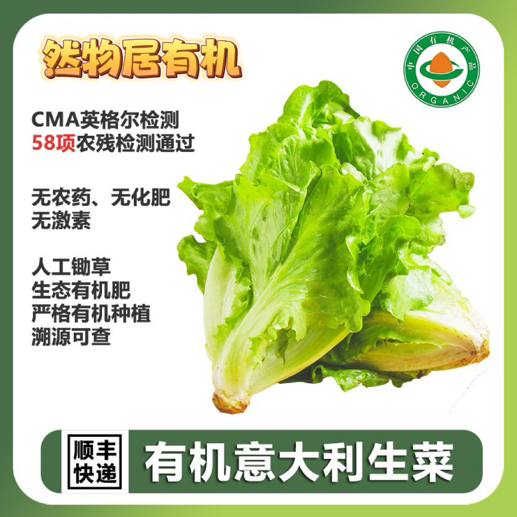 有机意大利生菜 有机认证无农残新鲜天然蔬菜脆嫩爽口蔬菜沙拉