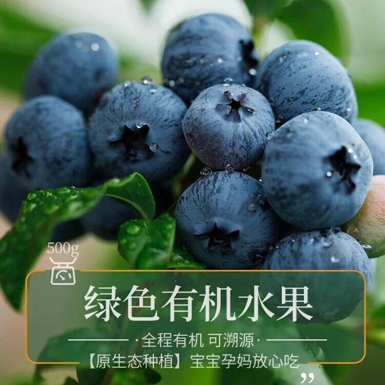 泊里有机蓝莓 每日采摘新鲜孕妇宝宝无农残即食 顺丰包邮