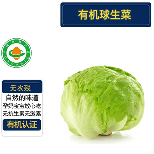 有机球生菜3斤 有机认证无农残 顺丰现摘先发 蓬松汉堡西生菜西餐