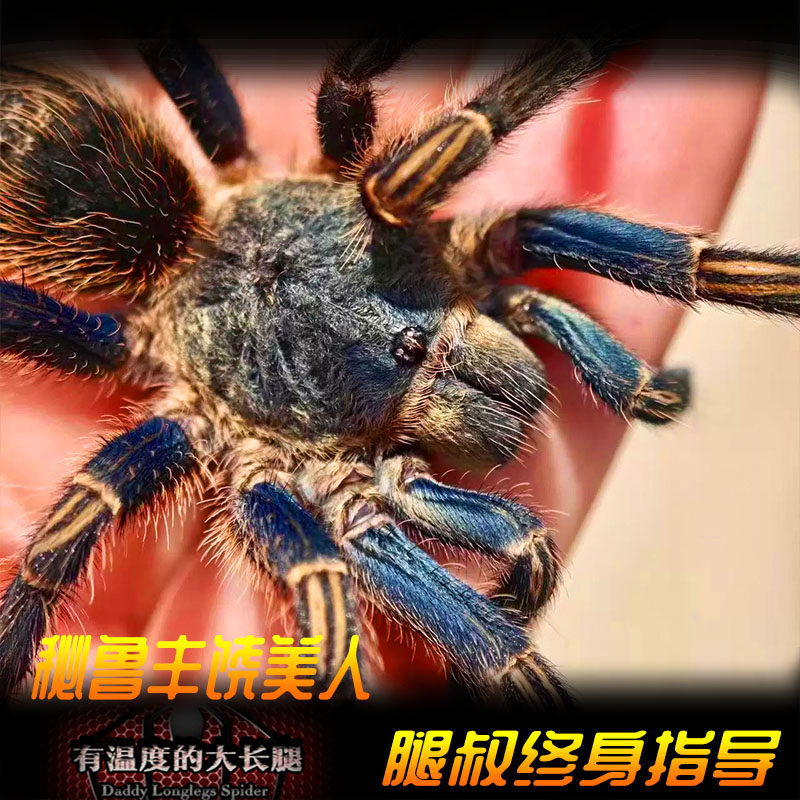 腿叔~秘鲁丰饶美人Thrixopelma sp. Paccha成体17-18cm宠物蜘蛛