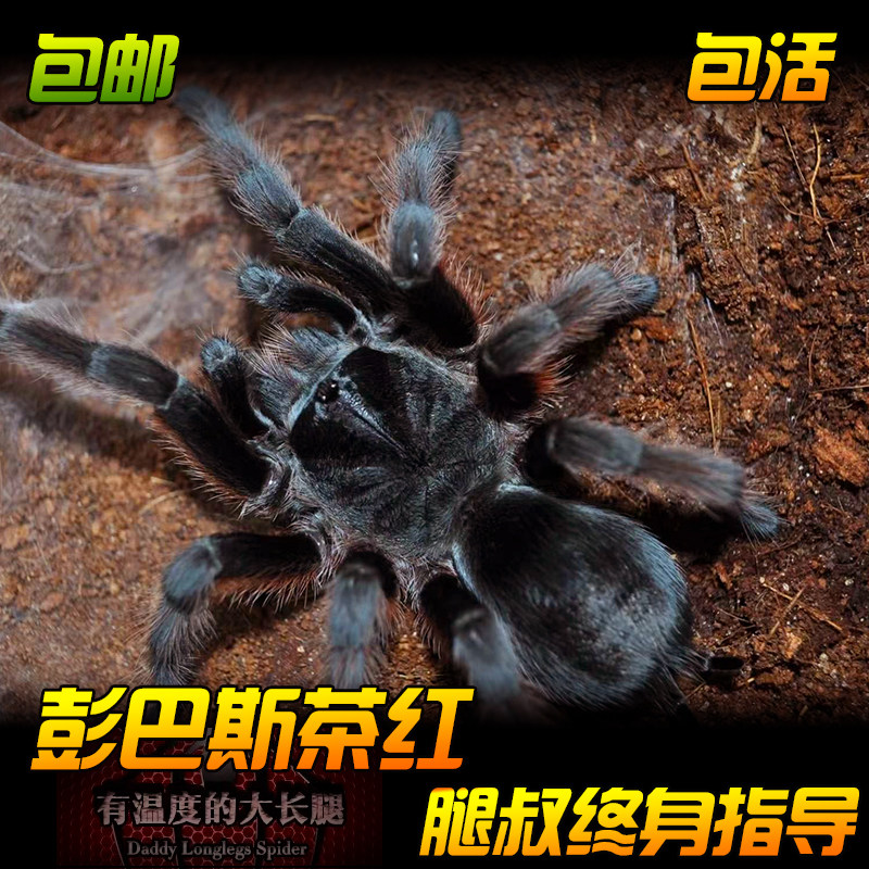 腿叔~彭巴斯茶红蜘蛛经典温顺好养红毛种巴西黑宠物捕鸟蛛