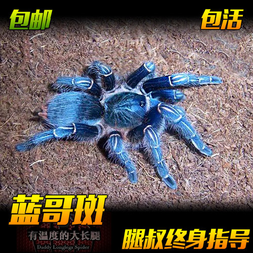 腿叔～新手蓝色漂亮蓝哥斑哥斯达黎加斑马脚活体宠物蜘蛛食鸟蛛