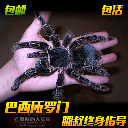 巴西所罗门宠物大蜘蛛巨型