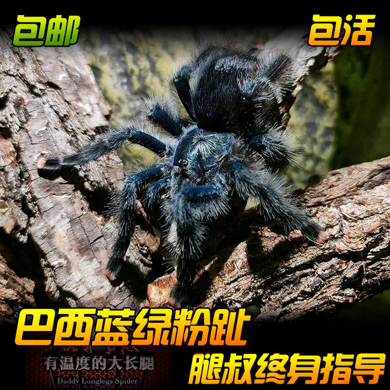 腿叔新手推荐入门巴西蓝绿粉趾温顺可上手树栖宠物蜘蛛活体捕鸟蛛