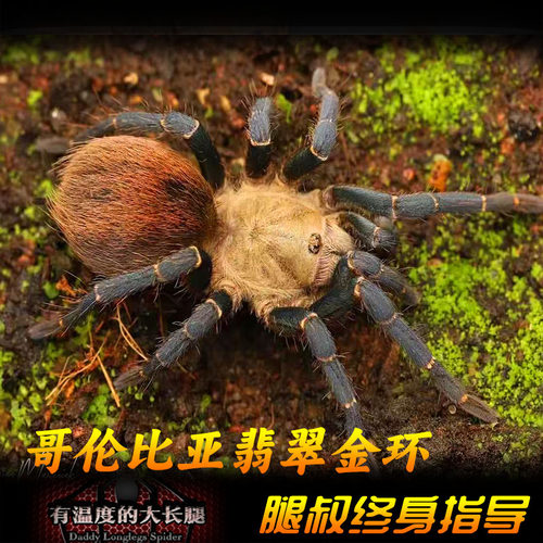 腿叔~国内首次流通收藏级哥伦比亚金环Cyclosternum sp. Aureum