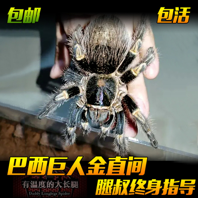 腿叔~巴西巨人金直间蜘蛛可上手宠物蜘蛛活体捕鸟蛛温顺新手入门