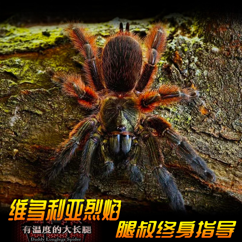 腿叔~维多利亚烈焰捕鸟蛛 psalmopoeus victori稀有树栖宠物蜘蛛