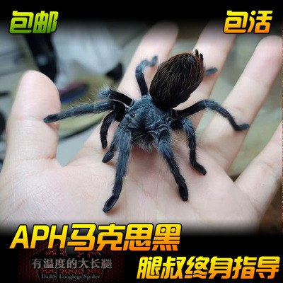 腿叔~APH属马克思黑蜘蛛Aphonopelma marxi 类似索诺兰金铜捕鸟蛛