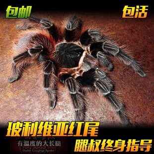腿叔~玻利维亚红尾蜘蛛宠物活体大型捕鸟蛛好养可爱颜色漂亮新手