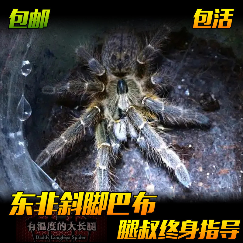 腿叔～宠物蜘蛛凶猛好养斜角巴布活体盘丝大仙学生另类捕鸟蛛爬宠