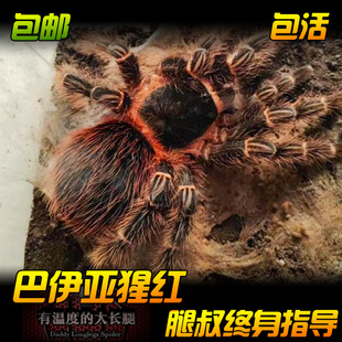 腿叔~巴伊亚猩红食鸟蛛L属四大金刚之一大型地栖捕鸟蛛宠物蜘蛛