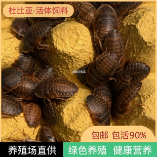 杜比亚蟑螂活体幼虫成体繁殖活饵龙鱼鸟鬃狮蝎子蜘蛛角蛙爬宠饲料