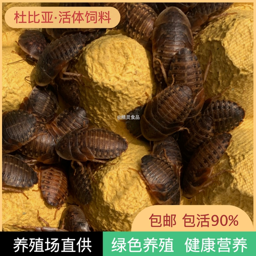 精灵杜比亚蟑螂健康营养活体饲料