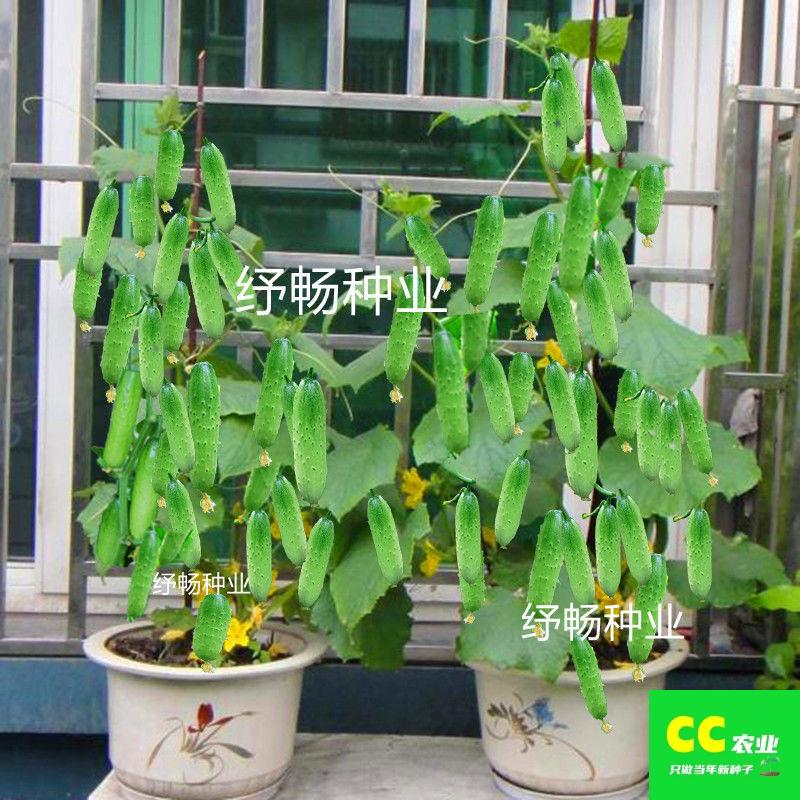水果黄瓜种子盆栽地四季优播种品种质量栽好菜种子蔬菜种子大全
