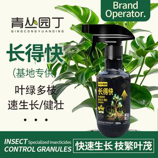 青丛园丁长得快黑金版快速生长枝繁叶茂叶片油亮一喷即施植物通用