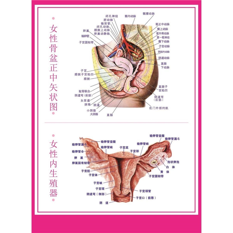 女性骨盆正中矢状图挂图女性内生殖器海报女性骨盆正中矢状图展板