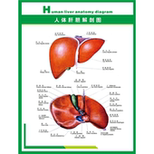 医院门诊人体肝胆解剖示意图上墙贴纸挂画kt展板海报印制挂图