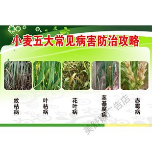 小麦五大常见病害防治攻略海报粘贴画墙纸挂图装饰画海报展板