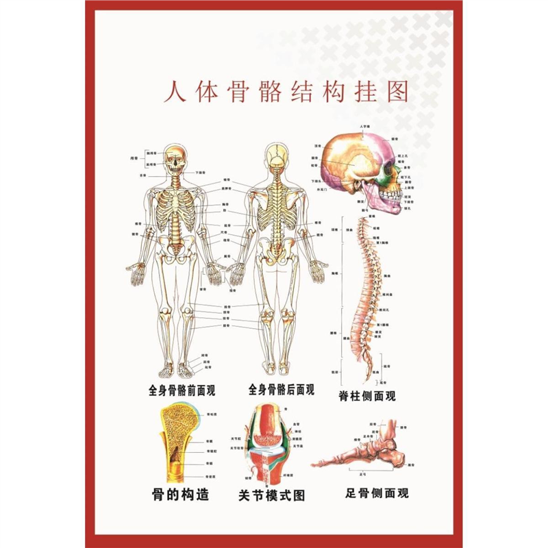 人体肌肉解剖图挂图人体内脏结构图全身分布器官图人体骨骼图海报