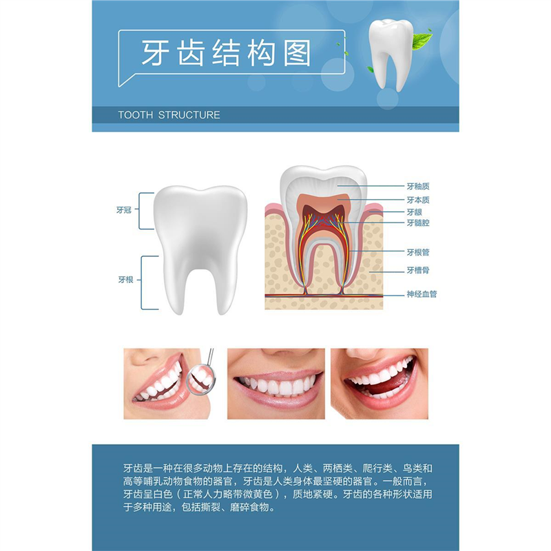 牙齿结构图牙齿疾病构造成人牙列知识口腔保健医院装饰画海报贴画