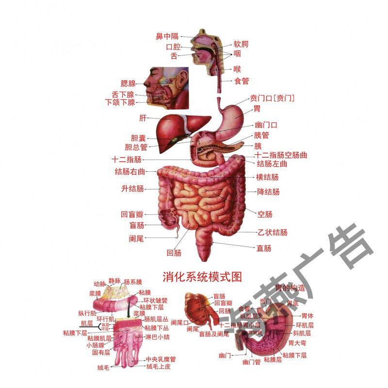 医院挂图诊所人体消化系统挂图解剖图示意图海报教学内科消化道