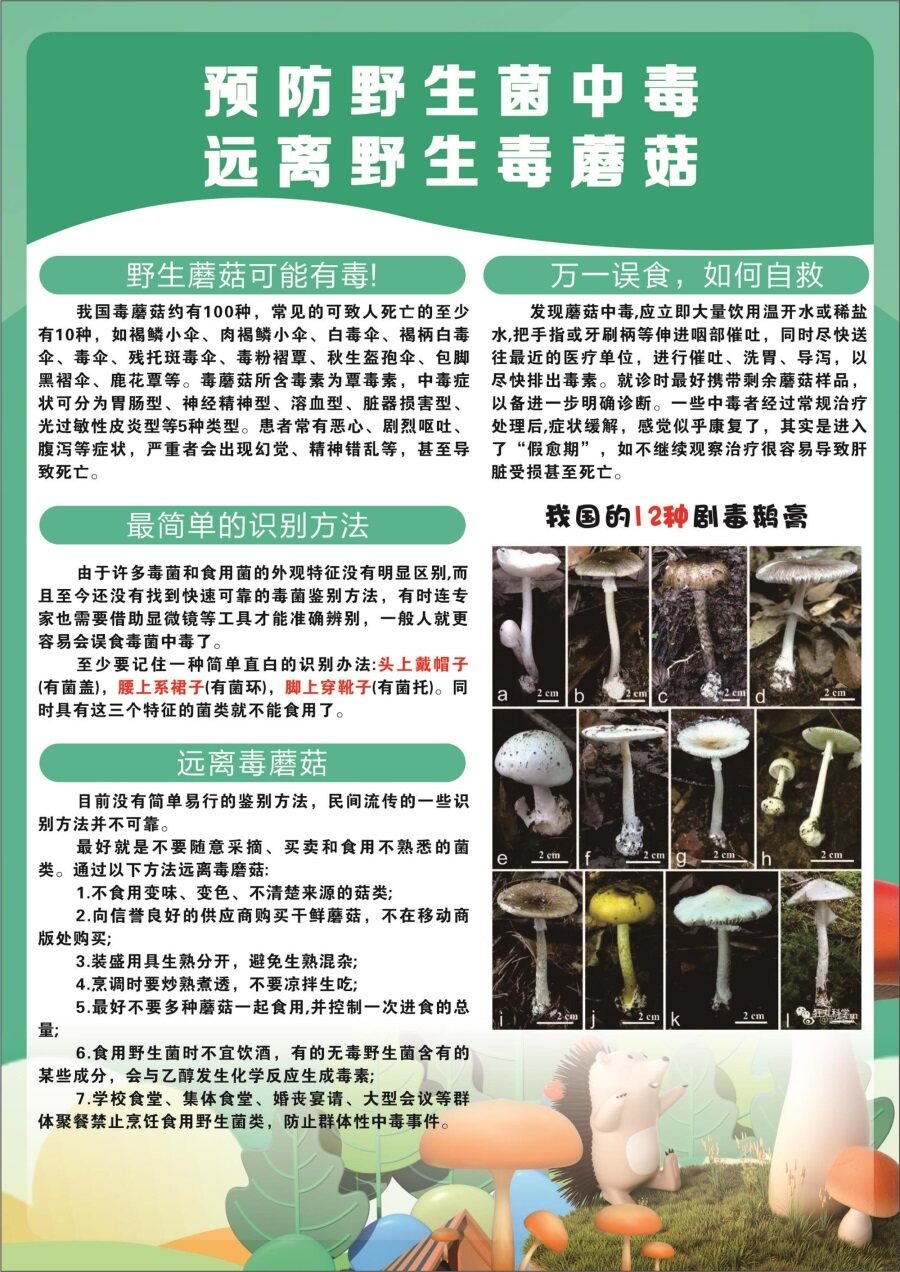 预防野生菌中毒远离野生毒蘑菇海报展板毒蘑菇中毒预防知识墙贴