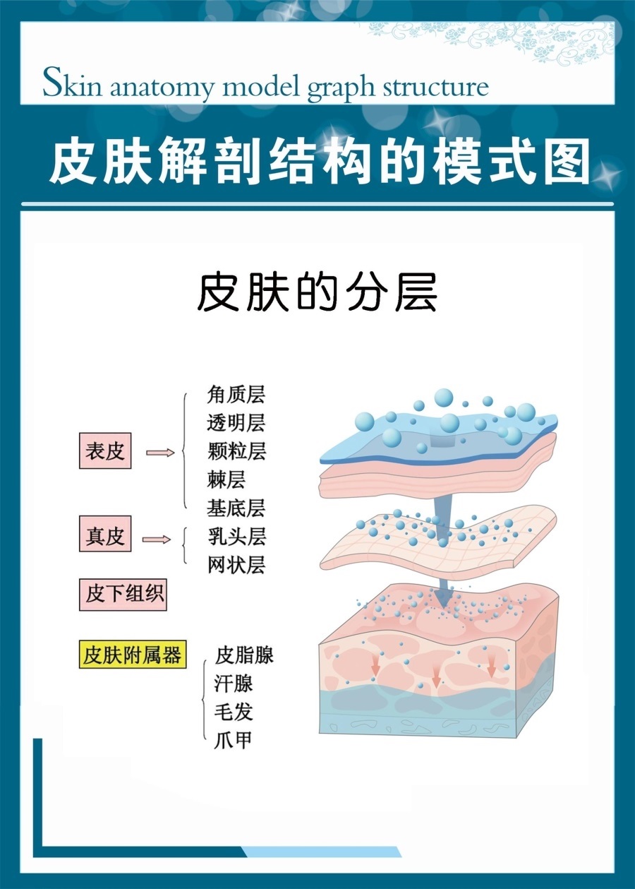 皮肤解剖结构的模式图海报展板皮肤结构彩图橘皮皮肤示意图墙贴
