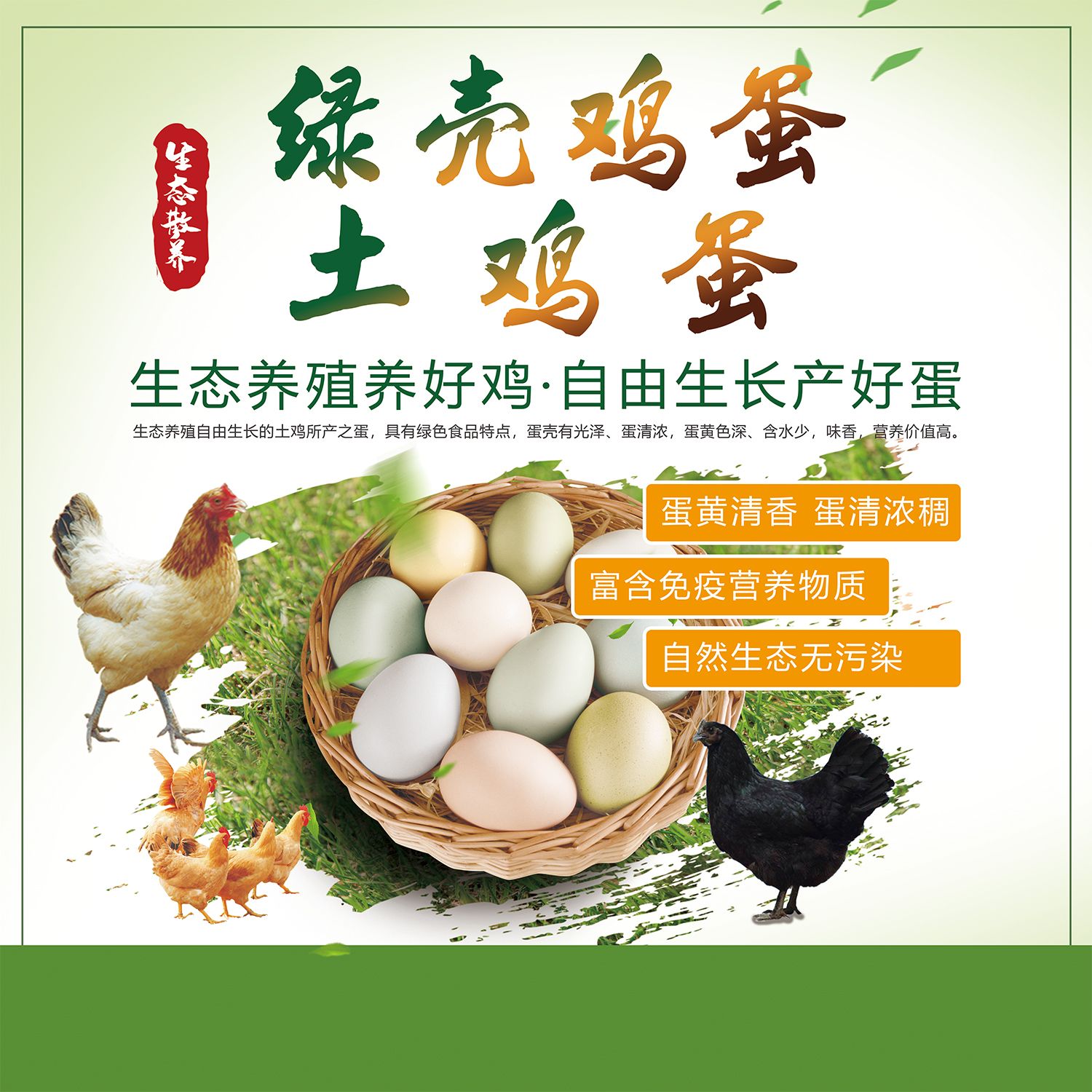 餐厅生态农场柴绿壳五黑乌鸡蛋养殖场室内外墙贴广告海报宣传贴画