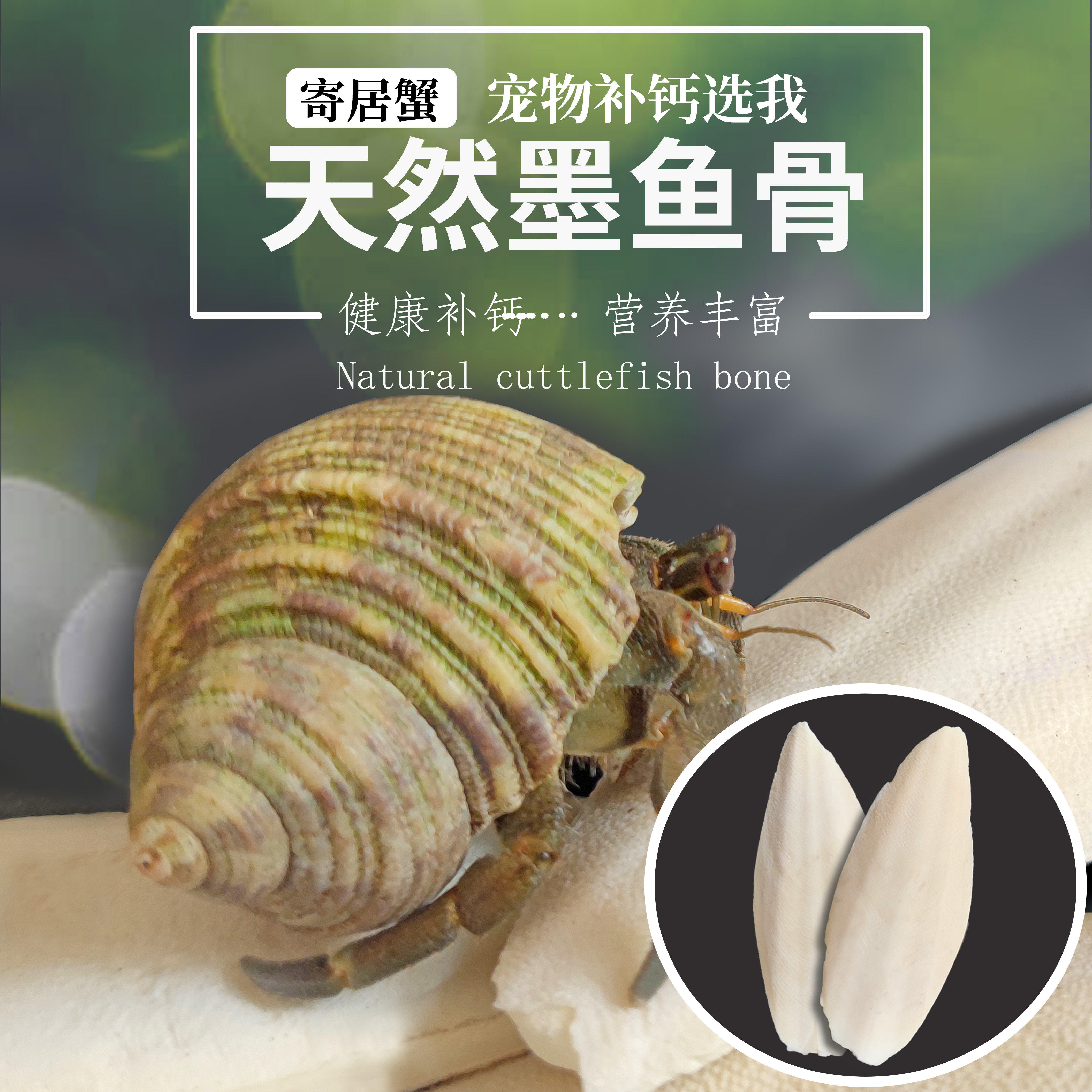 墨鱼骨寄居蟹食物补钙防软壳零食乌龟鸟类天然用品玩具乌贼骨磨牙