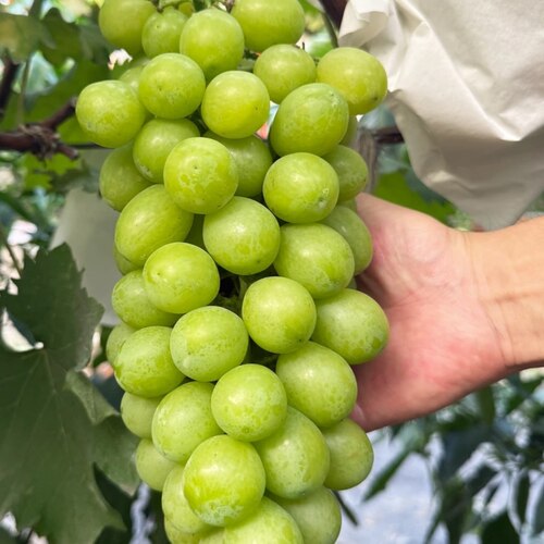 上海马陆葡萄金香一号五斤装整串现摘应季新鲜水果纯甜无籽发顺丰
