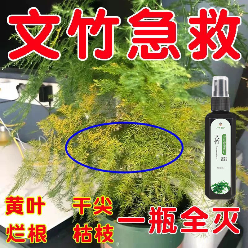 文竹专用营养液预防黄叶高效花肥料促生长生根免稀释液体肥一喷绿