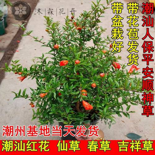 石榴花红花室内室外四季吉祥潮汕