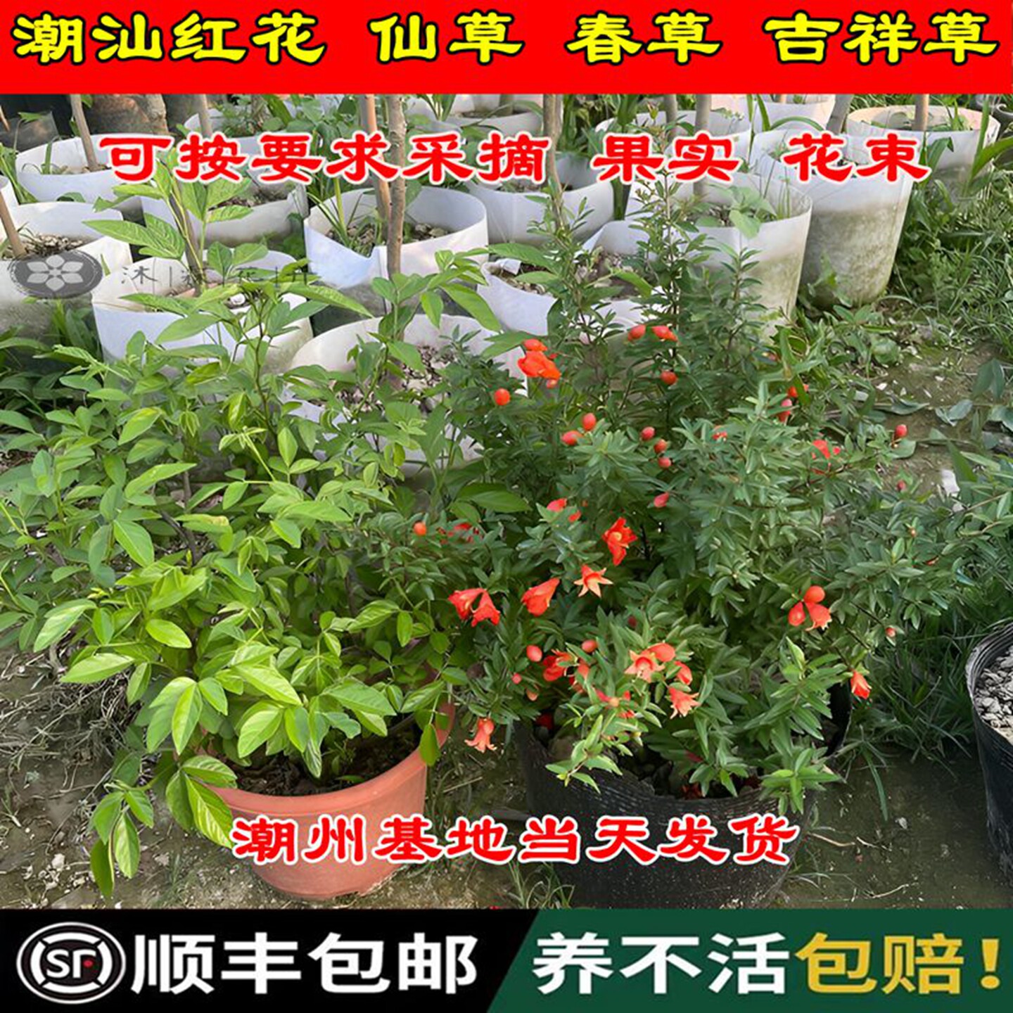 潮汕仙草抹草春草吉祥草红花石榴花盆栽客厅喜庆婚嫁植物四季开花
