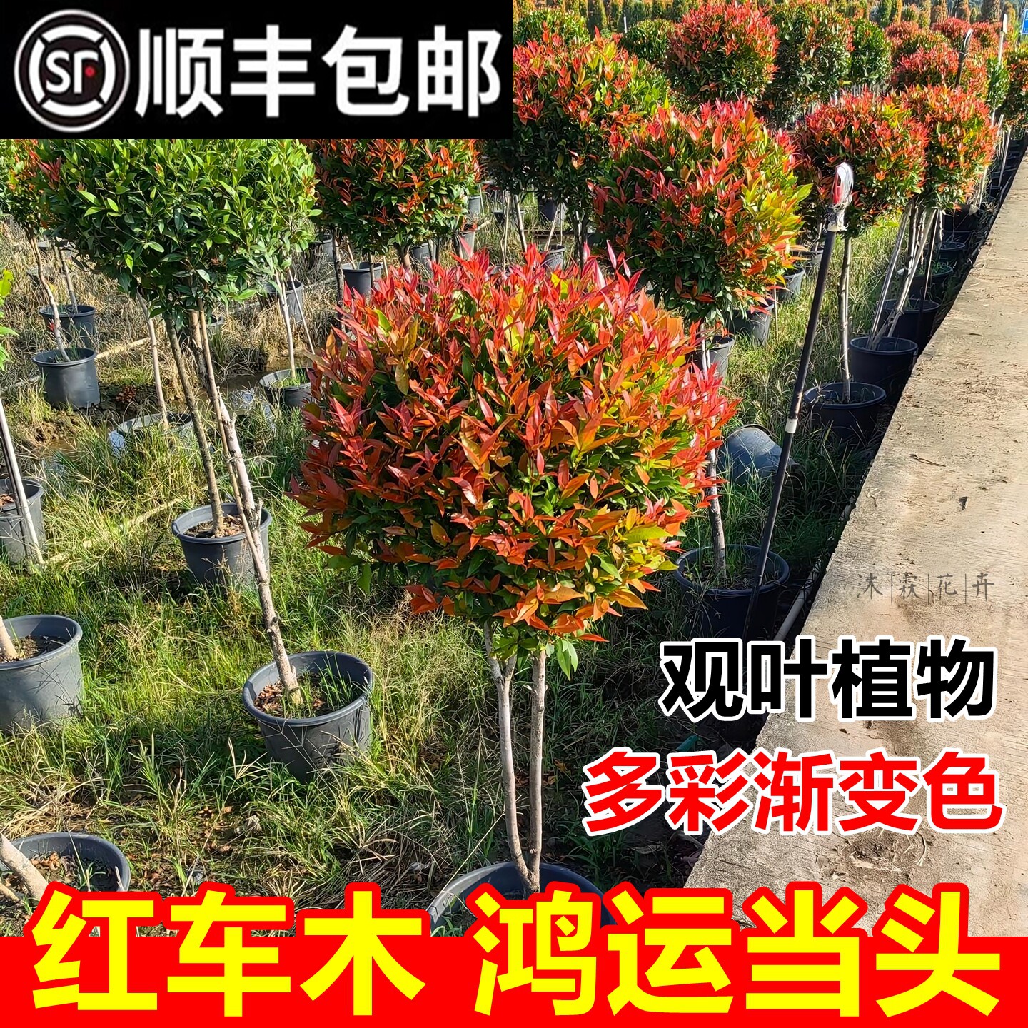 红车木盆栽树苗四季常青庭院别墅