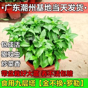 新鲜九层塔老桩盆栽金不换大苗薄荷朝天椒老苗可食用香料调味罗勒
