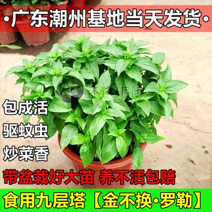 新鲜九层塔老桩盆栽金不换大苗薄荷朝天椒老苗可食用香料调味罗勒