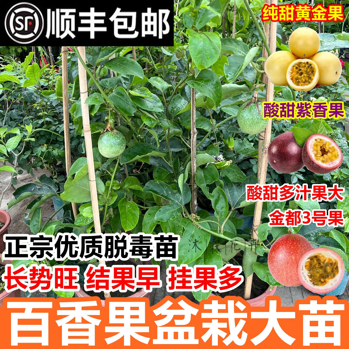 黄金百香果苗盆栽四季结果爬藤图片