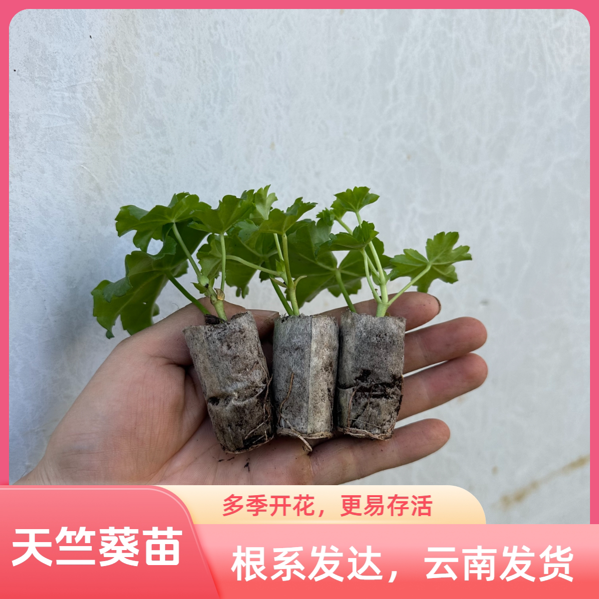 云南基地天竺葵小苗多季开花盆栽易活室内室外庭院花卉观花植物图片