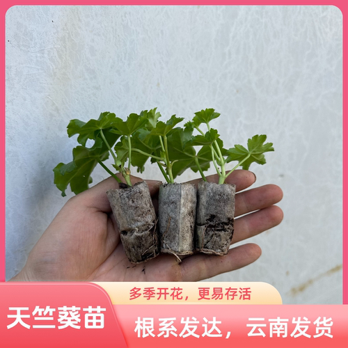 云南基地天竺葵小苗多季开花盆栽易活室内室外庭院花卉观花植物