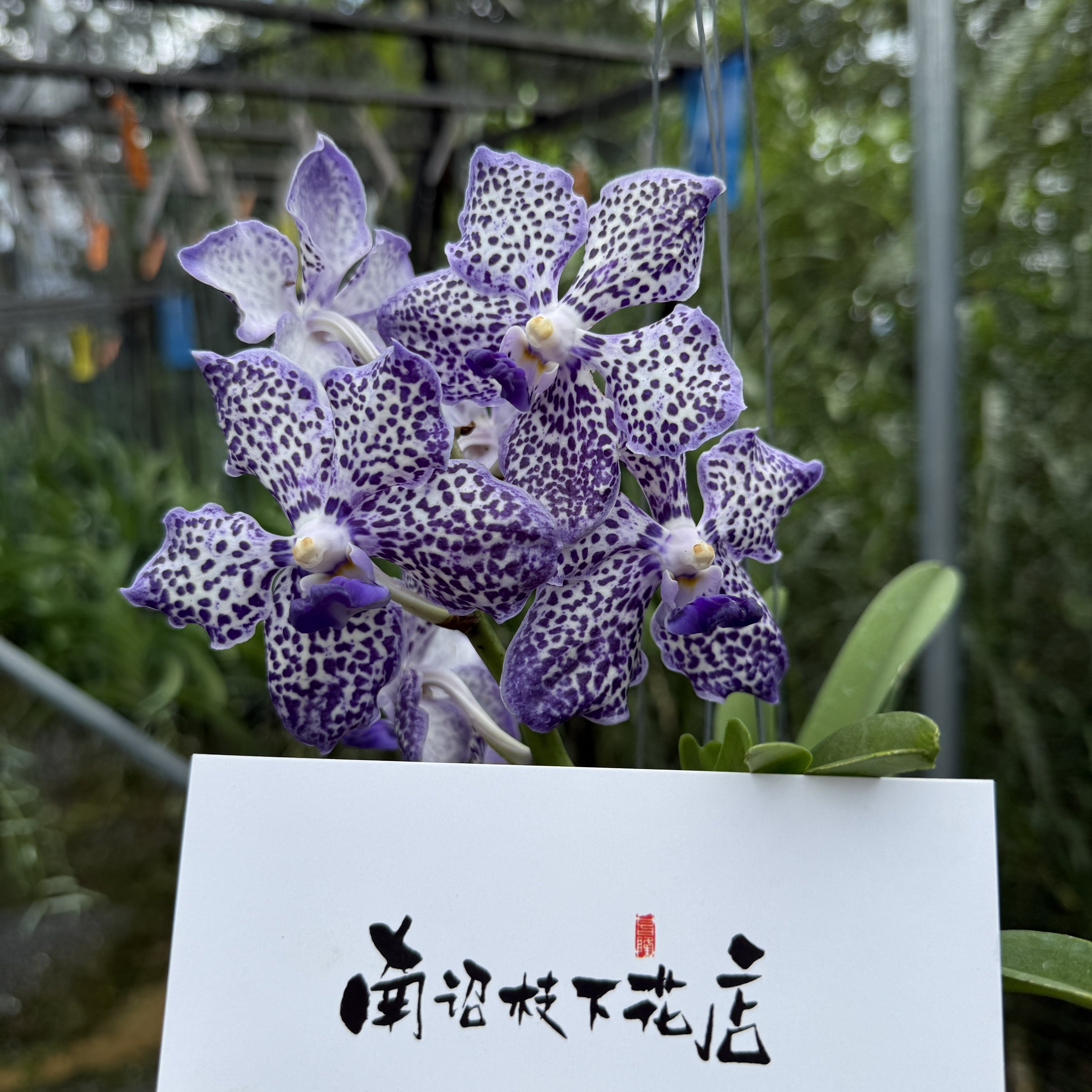 【南诏一级】精灵王的赦免万代兰鹿角蕨