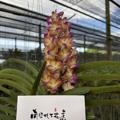 【南诏二级】曼谷日落媛汐万代兰  花箭修长花型圆润饱满清馥绵长