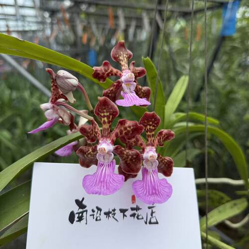 【南诏二级】泰国三色万代兰花朵错落开放 花瓣波浪卷曲 花姿奔放