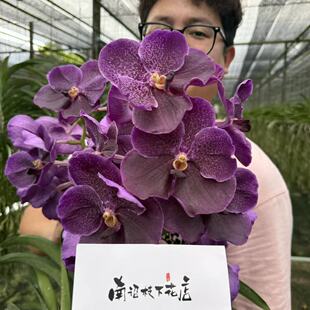 【南诏二级】泰国大花派特万代兰 花瓣舒展 深紫大花   好养兰花