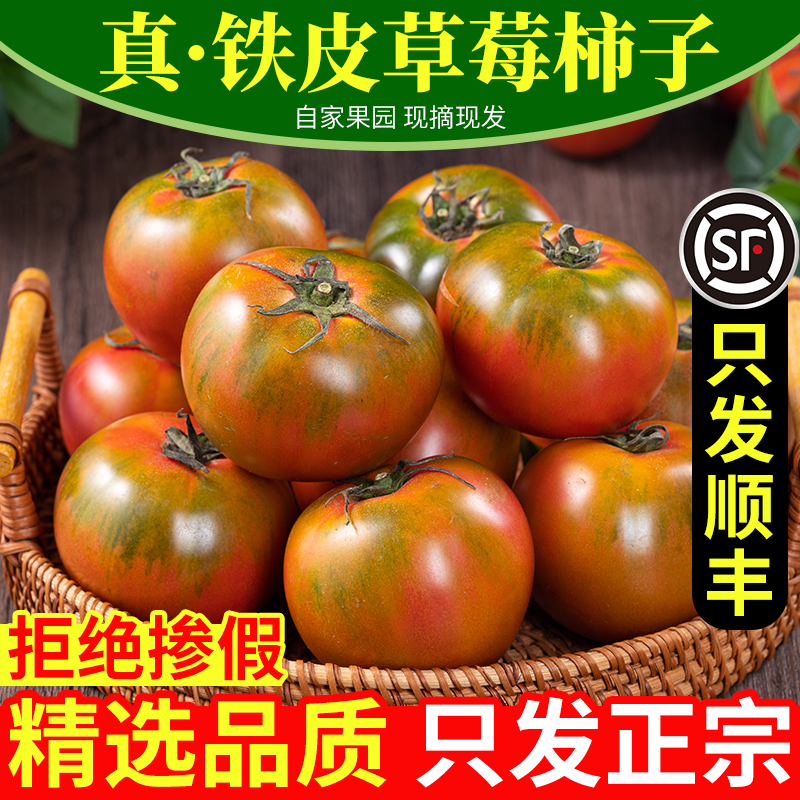 丹东草莓柿子西红柿新鲜自然熟铁皮柿子盘锦碱地生吃水果番茄顺丰
