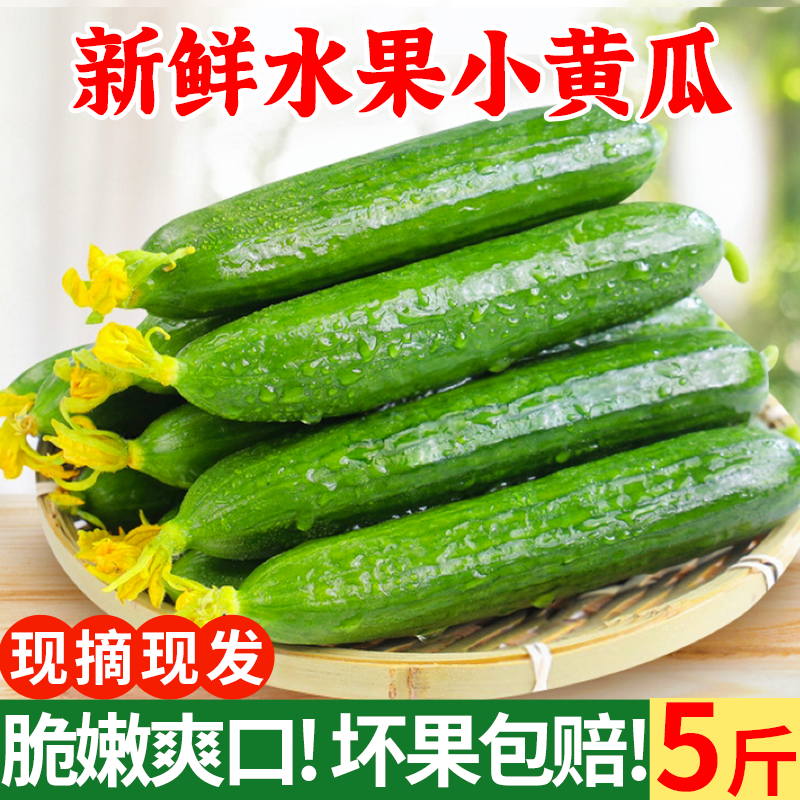 水果黄瓜新鲜生吃当季整箱5小青瓜斤时令蔬菜白玉女即食10包邮旱