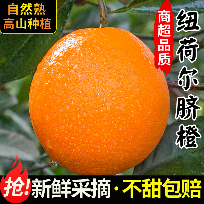 正宗纽荷尔脐橙不甜包赔新鲜