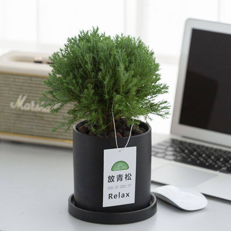 放青松室内办公室绿植雾松小盆栽室内花雾凇植物室内办公室盆栽
